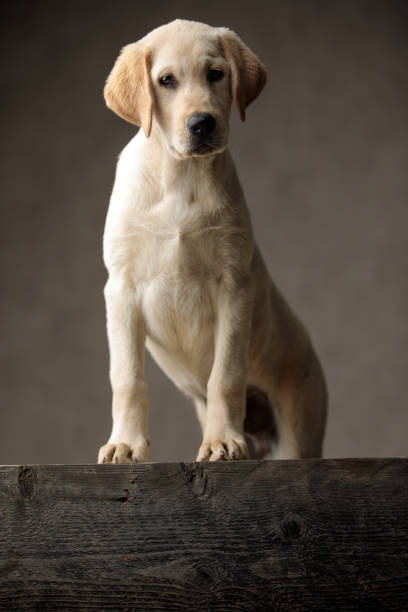 istock cute labrador retriever looking down 1181423348