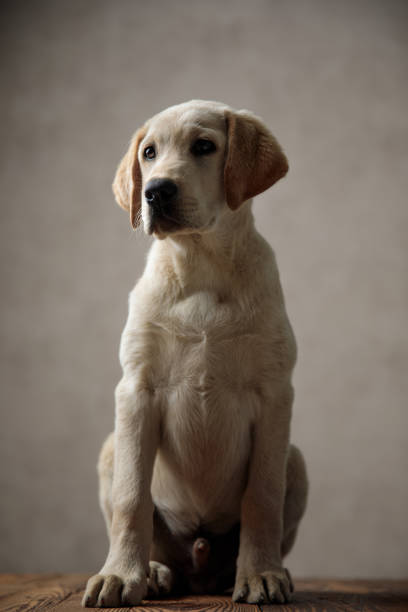 istock cute labrador retriever sitting on wooden box in studio 1181423360