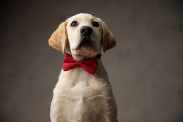 istock cute labrador retriever wearing red bowtie and looking up 1181423414