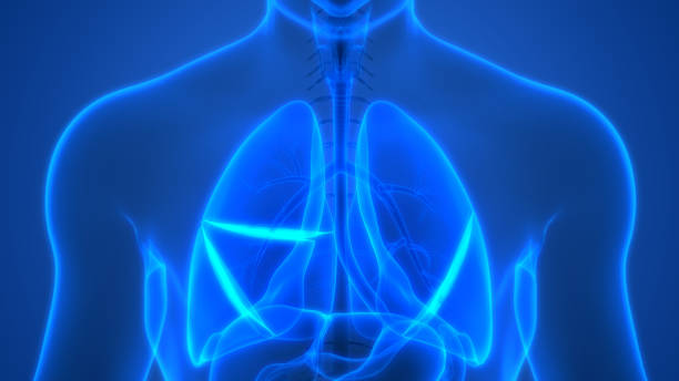 istock Human respiratory System Lungs Anatomy 1181423488