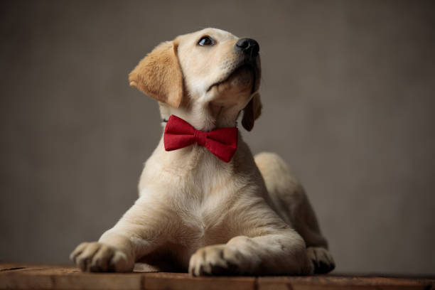 istock curious labrador retriever looking up and wearing red bowtie 1181423492