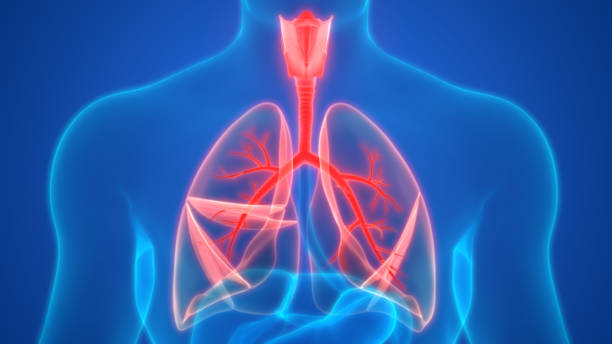 istock Human respiratory System Lungs Anatomy 1181423605