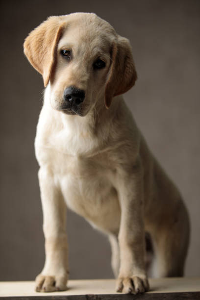 istock cute labrador retriever standing on wooden box 1181423652