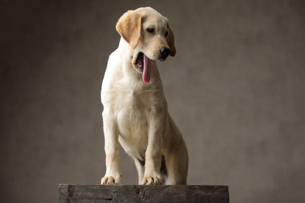 istock cute labrador retriever panting and sticking out tongue 1181423675