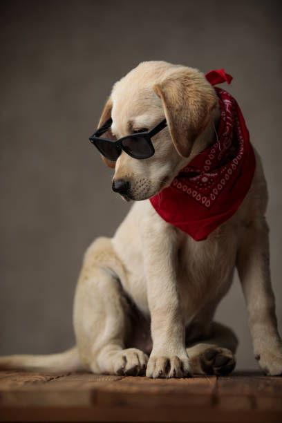 istock cute labrador retriever looking down and wearing sunglasses 1181423727