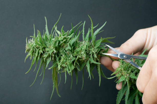 istock Scissors trimming marijuana leaf and  processing bud,illegal work in the usa recreational drug related cannabis 1181424388