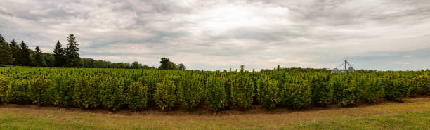 Panorama of a hemp field in Ontario stock photo