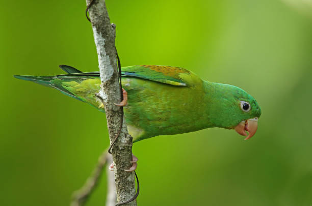 istock Orange-chinned Parakeet 1181424800