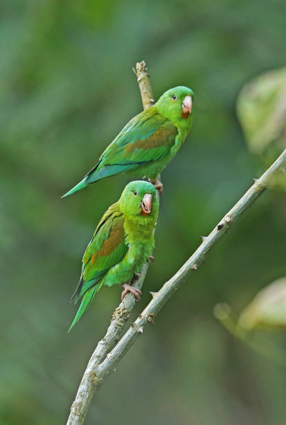 istock Orange-chinned Parakeet 1181424903