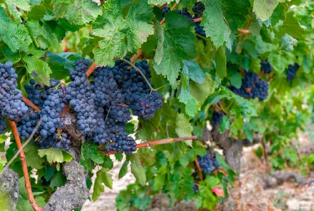 Photo of A beautiful bouquet of ripe wine grapes on the vine on green leaves background