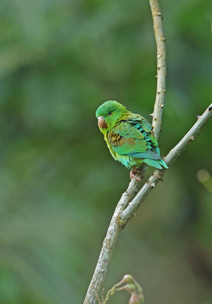istock Orange-chinned Parakeet 1181424983