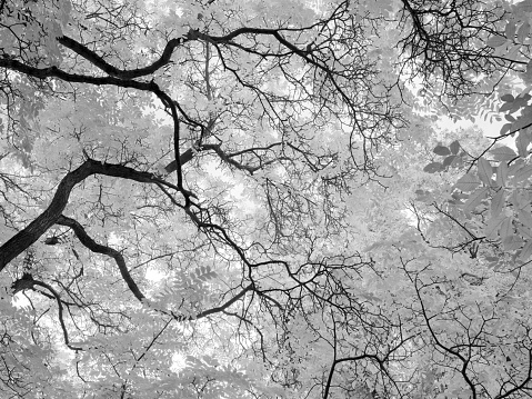black and white picture of trees and leaves from the ground