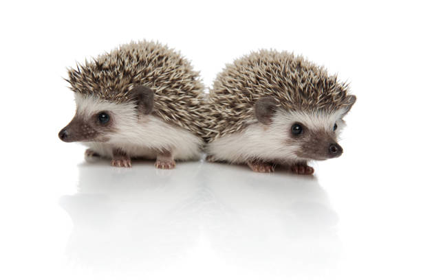 istock couple of two african hedgehogs standing back to back 1181425041
