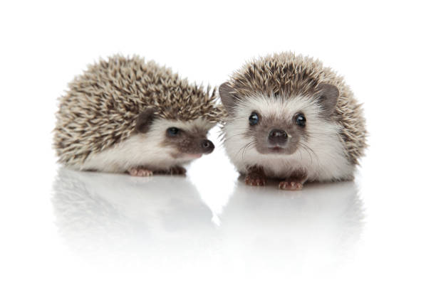 istock couple of two hedgehogs standing one in front of another 1181425256