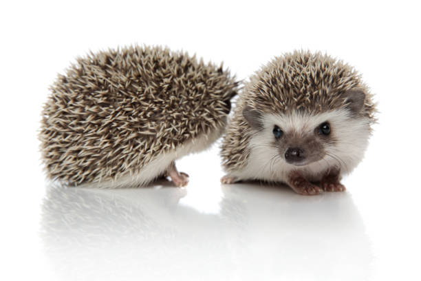 istock couple of two african hedgehogs standing side by side 1181425289