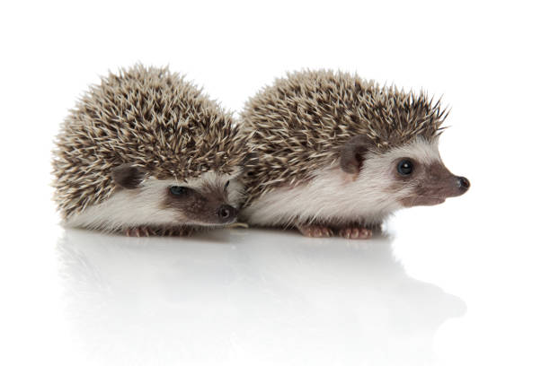 istock couple of two hedgehogs standing side by side 1181425323