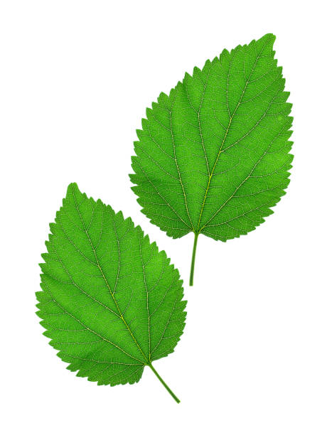 istock Close up Mulberry leaf on white background. 1181425337