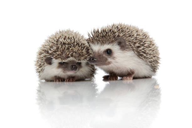 istock couple of two african hedgehogs standing side by side 1181425355