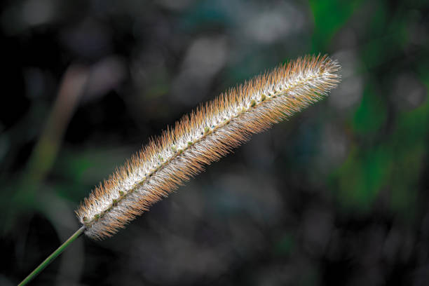 istock Foxtail  plant macro nature outdoor 1181425469