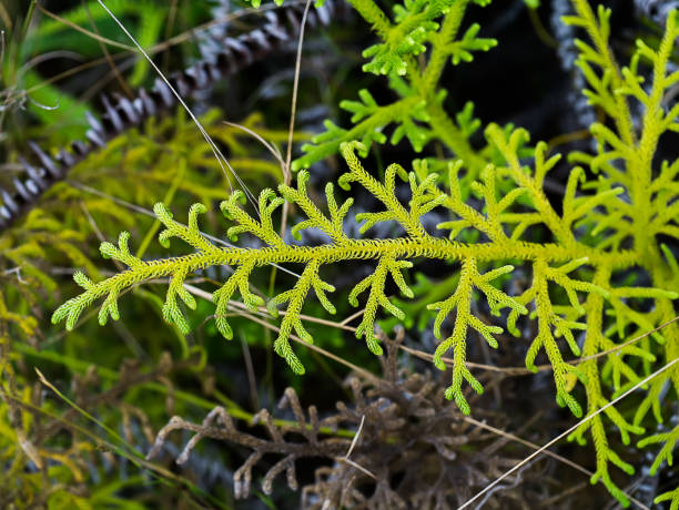 Close up of Creeping Club Moss. Close up of Creeping Club Moss in the forest. (Scientific name - Lycopodium clavatum Linn) lycopodiaceae stock pictures, royalty-free photos & images