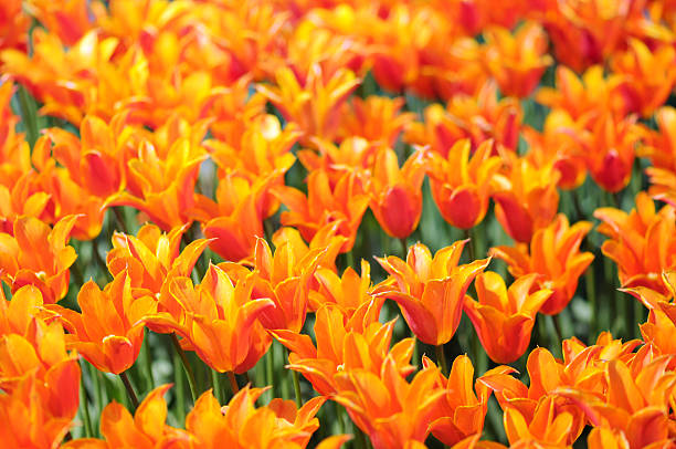 istock field of orange tulips 118142670