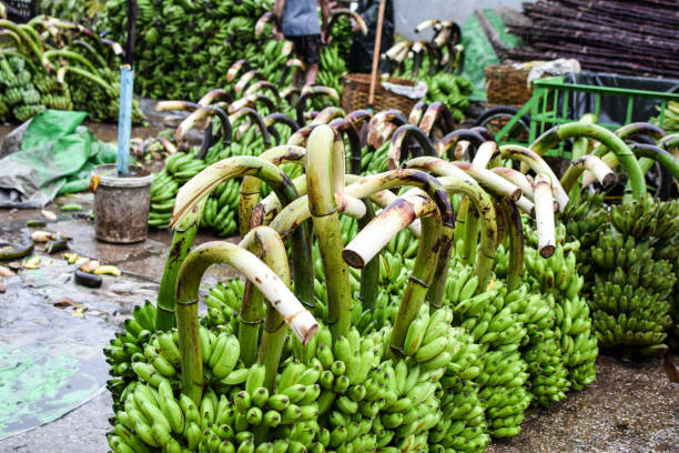 banana market stock photo