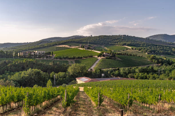 istock Vineyards in Chianti Tuscany 1181428595