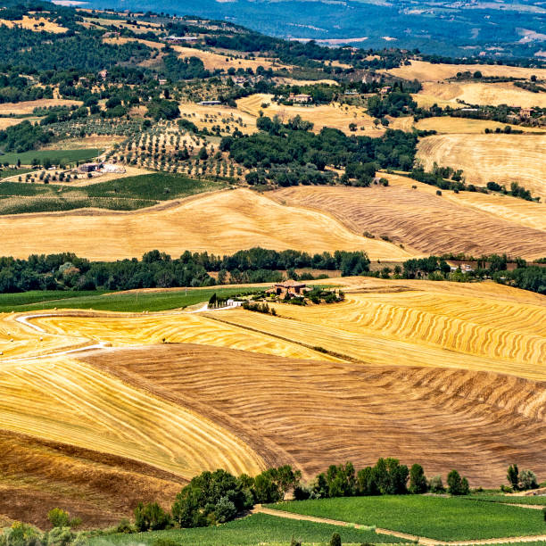 istock Yellow Fields in Montepulciano Italy 1181428782