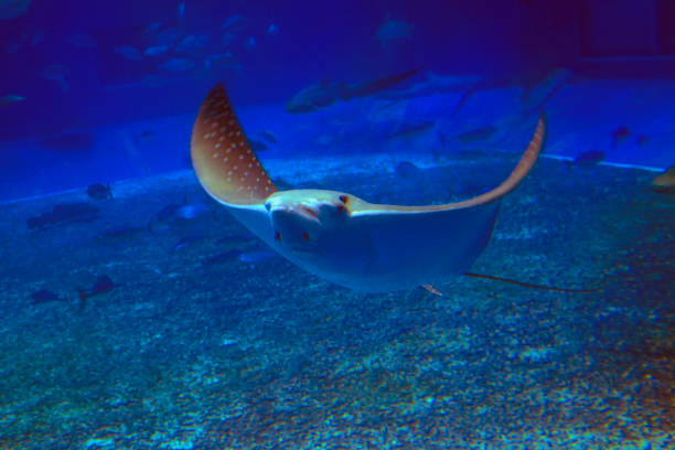 istock Stingray swimming in the blue water. 1181430440