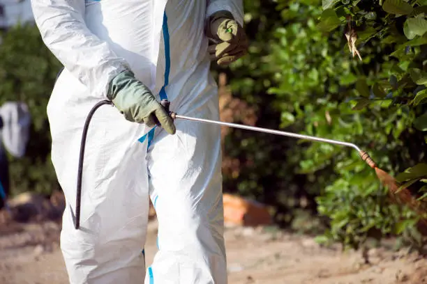 Weed control spray fumigation. Industrial chemical agriculture. Man spraying toxic pesticides, pesticide, insecticides on fruit lemon growing plantation, Spain, 2019. Man in mask fumigating.