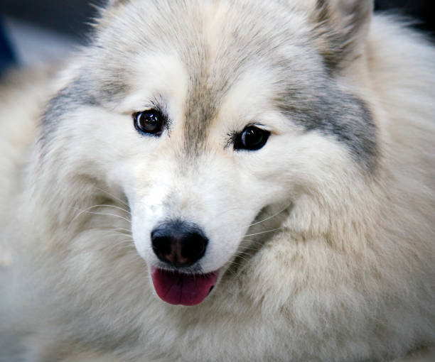 istock Siberian husky looking at camera 1181430584