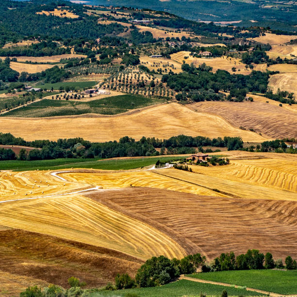 istock Yellow Fields in Montepulciano Italy 1181430613