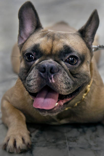 istock French Bulldog in his relaxing time 1181430681