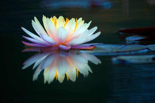 This beautiful waterlily or lotus flower is complimented stock photo