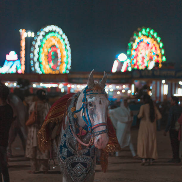 istock white horse in carnival 1181431206