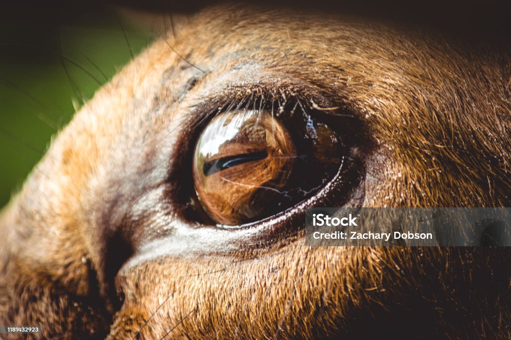 Elk Eye Close Up Stock Photo - Download Image Now - Elk, Close-up, Eye