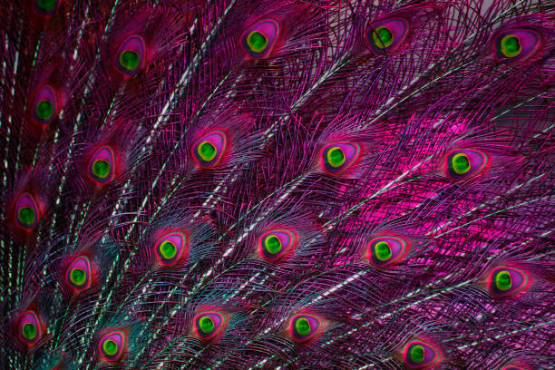 The beauty of Peacock feather