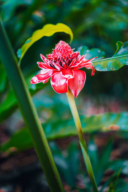 красный факел имбирь местный цветок в тропич�еских лесах - torch ginger стоковые фото и изображения