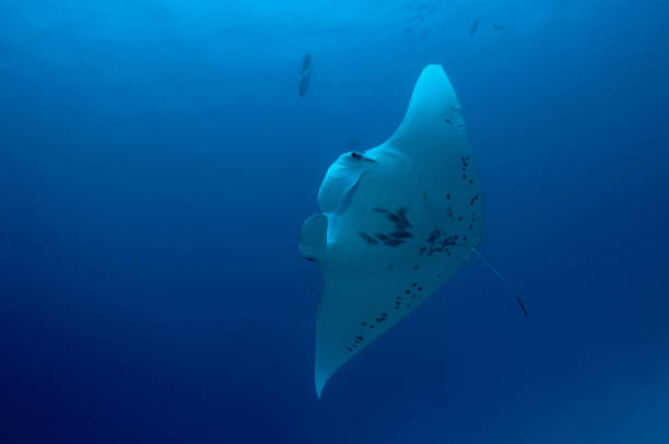 istock Manta Ray in Palau 1181439330
