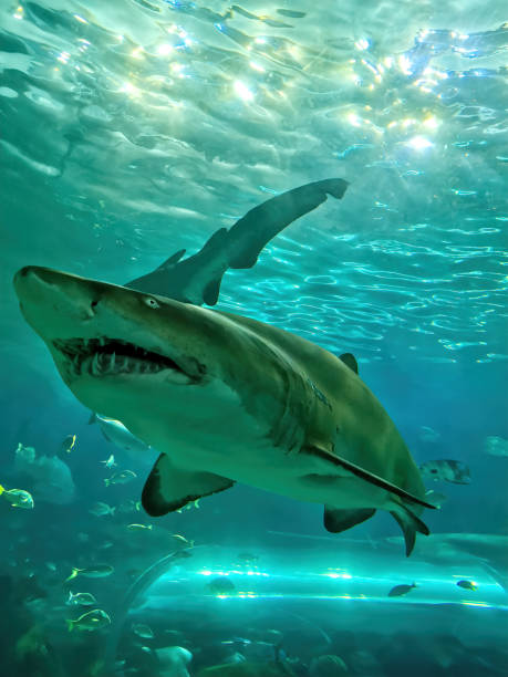 tubarão de tigre da areia em um aquário - sand tiger shark - fotografias e filmes do acervo