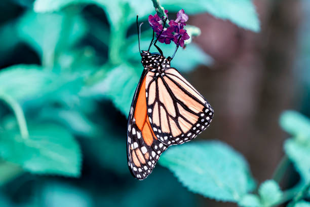 istock Beautiful butterfly sitting on flower 1181443669