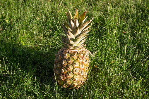 The photo of  a pineapple on the green grass