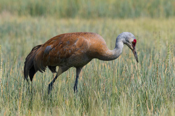 istock Lesser Sandhill crane, antigone canadensis canadensis. 1181443702