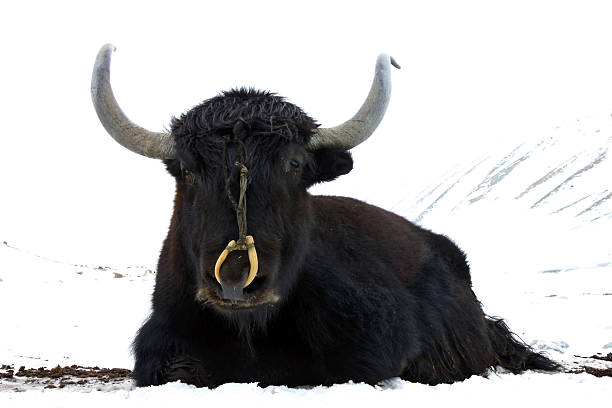 yak in snow of himalaya stock photo