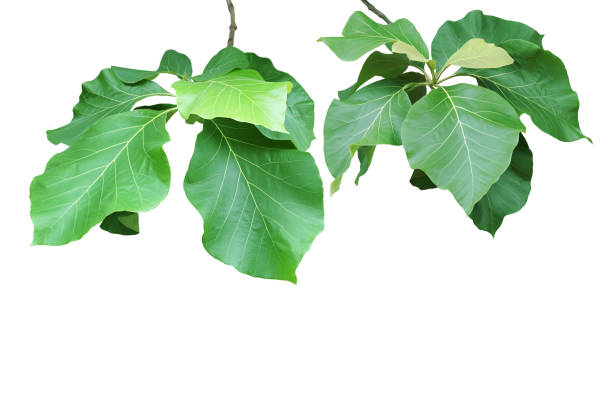 istock Branches with Green Leaves of Teak Tree Isolated on White Background 1181445415