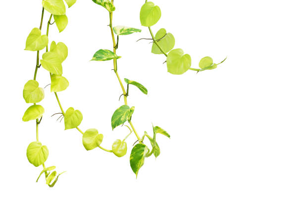 istock Green Variegated Pothos Plants Isolated on White Background 1181445457
