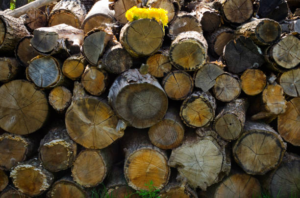 Background of firewood stacked in the woodpile