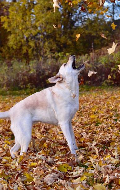 istock Labrador Retriever and Autumn Leaves 1181448107
