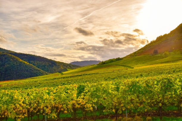 istock Beilstein small village on the Moselle 1181448162