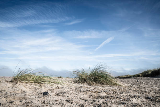 Lyme grass on a northern beach under a blue sky in the summer